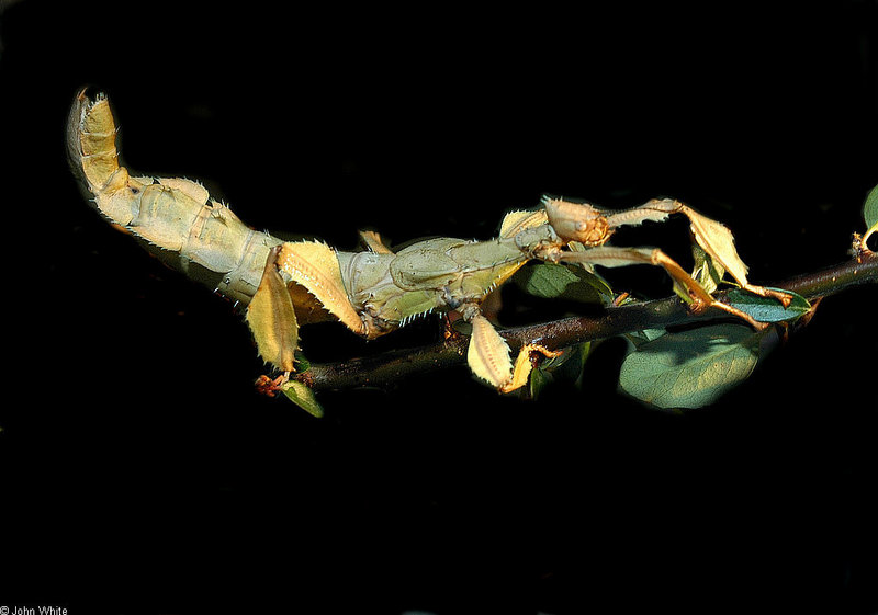 Australian Stick Insect (Extatosoma tiaratum)2.jpg