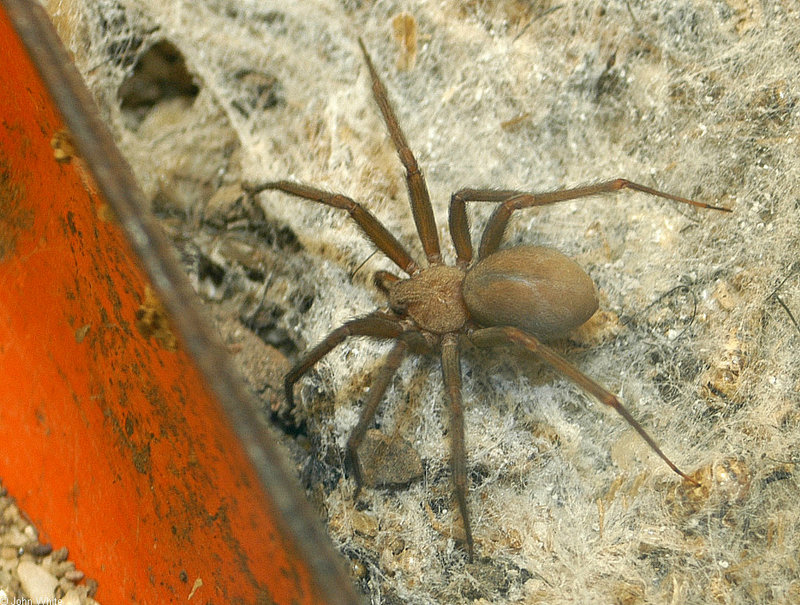 Brown Recluse Spider (Loxosceles reclusa).jpg
