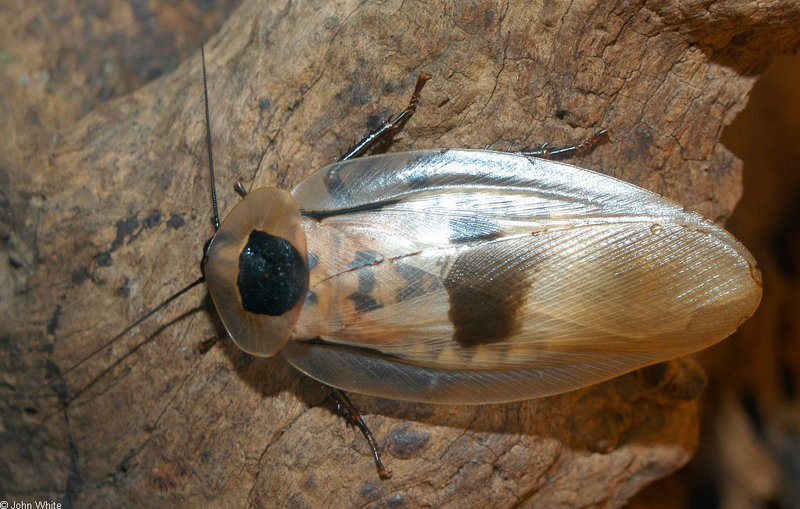 Giant Cockroach (Blaberus giganteus).jpg