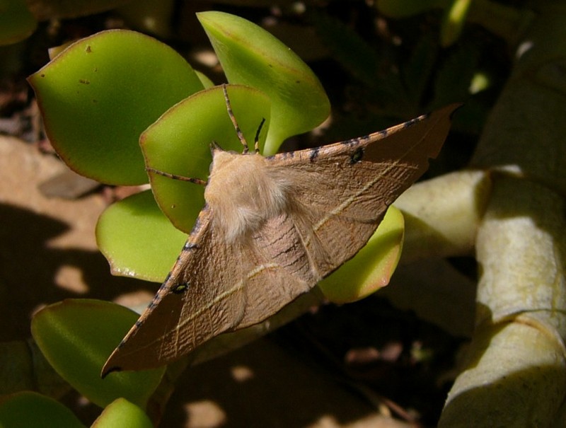 moth 3.jpg