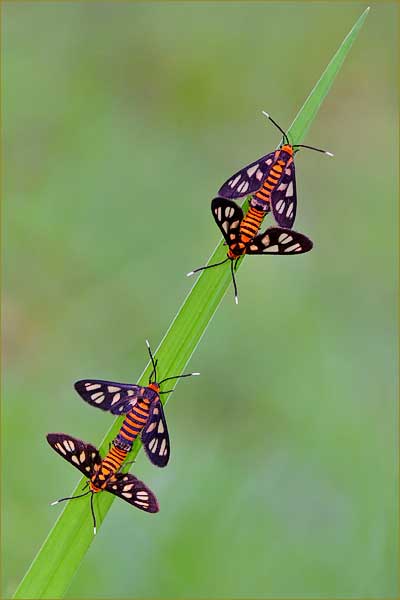 mating moths.jpg