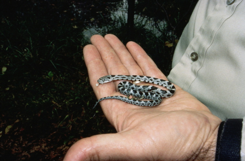 Rat Snake (baby), Mason Neck National Wildlife Refuge.jpg