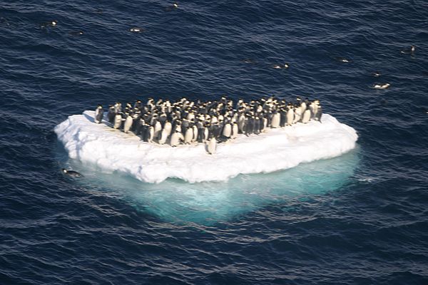 penguin island.jpg
