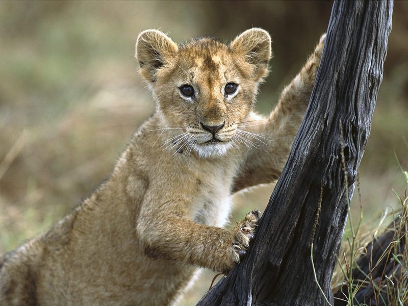 3 Month Old Lion Cub Masai Mara National Reserve Kenya.jpg
