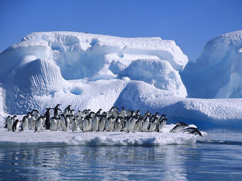 Adelie Penguins in Hope Bay Antarctica.jpg