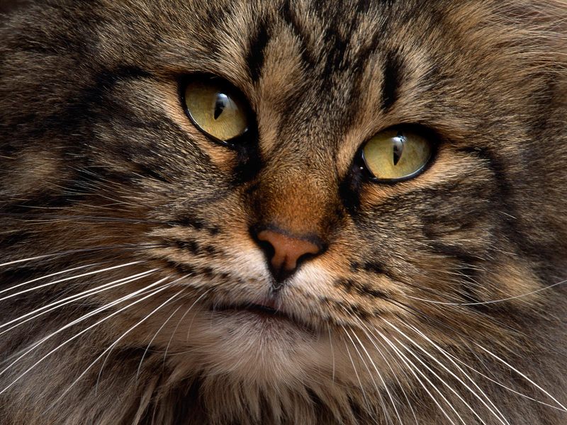 Contemplative Kitty.jpg