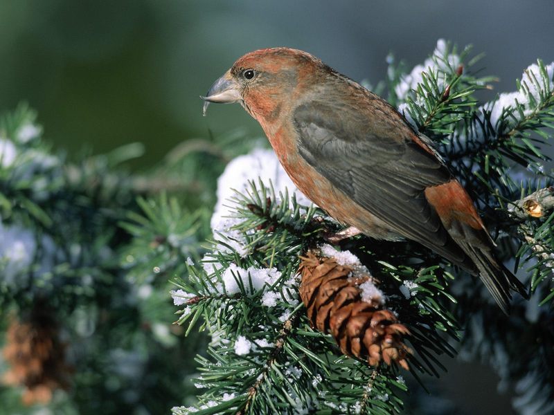 Crossbill Feeding on Fir Cones.jpg