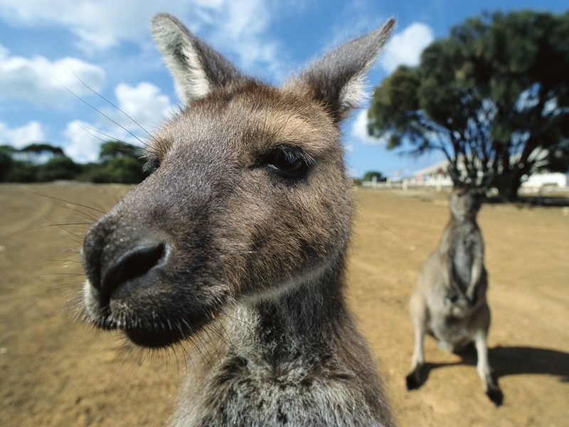 Curious Kangaroos.jpg