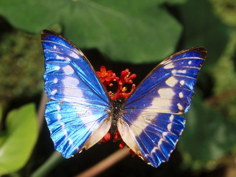 Morpho Brilliant.jpg