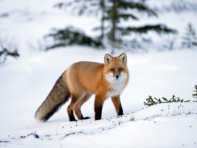 Red Fox in Winter.jpg