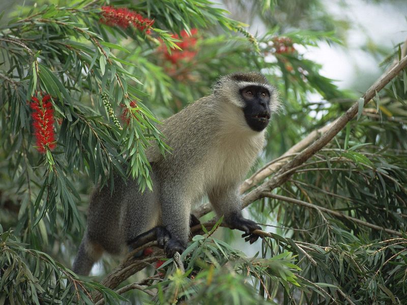Vervet Monkey East Africa.jpg