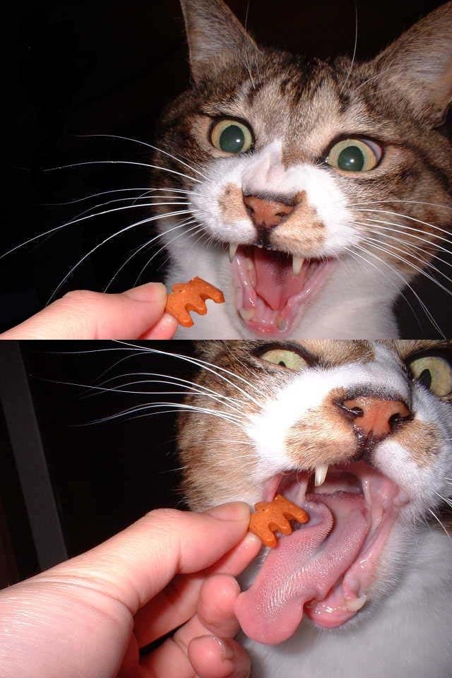 cat eat3.jpg