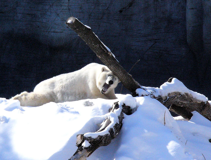 Polar Bear - Ouch.jpg