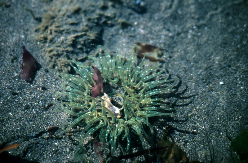Green Sea Anemone.jpg