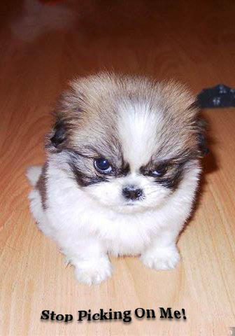 Angry Puppy.jpg