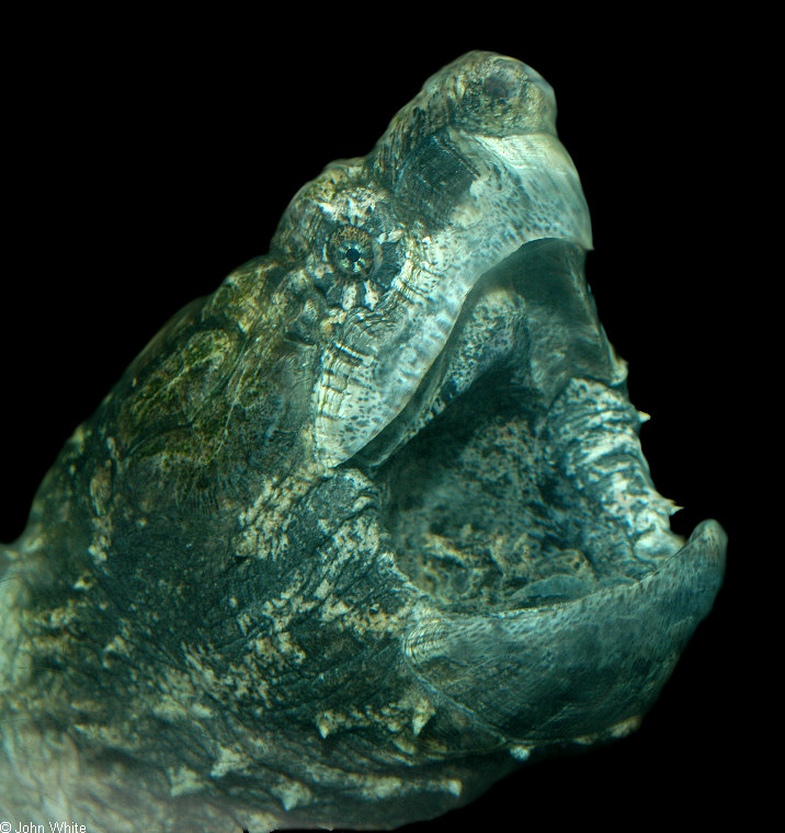 Alligator Snapping Turtle (Macroclemys temminckii).jpg
