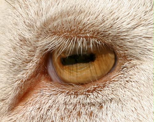 Goat Eye, Pakistan.jpg