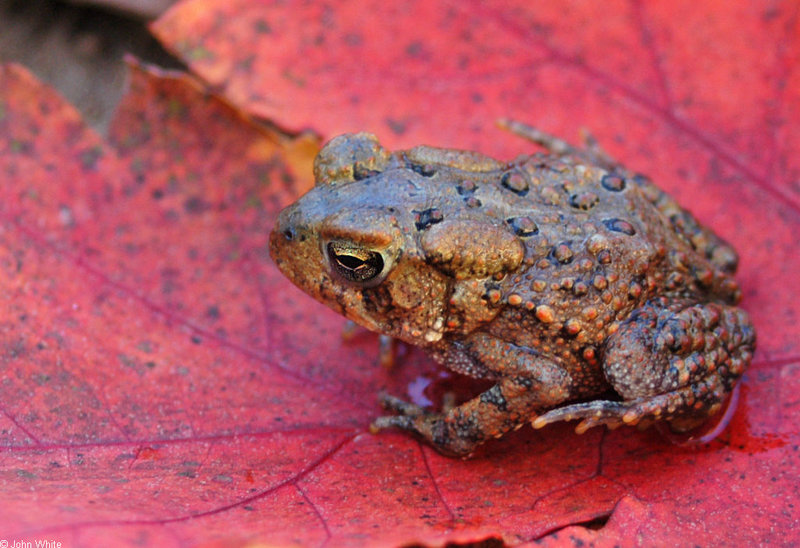 American Toad (Bufo americanus).jpg