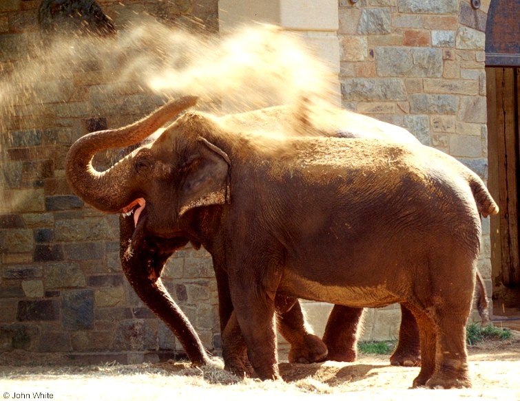Asian Elephant (Elephas maximus)404.jpg