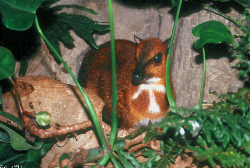 Larger Malay Chevrotain [a.k.a. Mouse Deer] (Tragulus napu)420.jpg