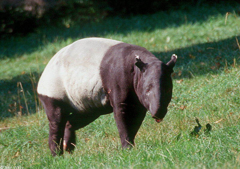 Malayan Tapir (Tapirus indicus)0002.jpg