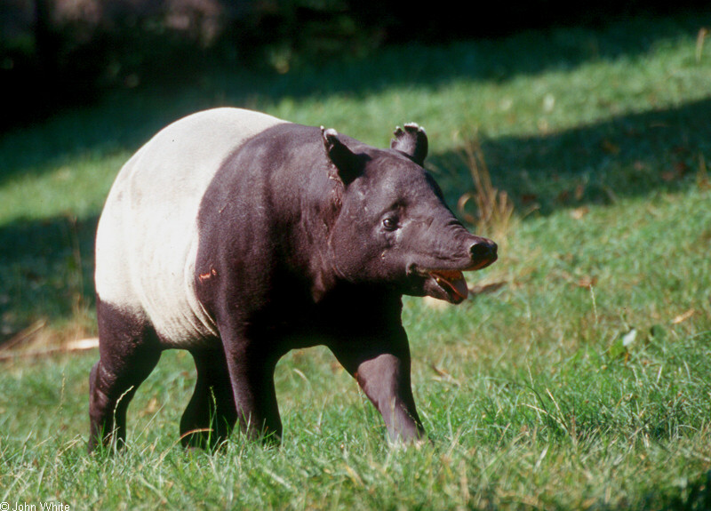 Malayan Tapir (Tapirus indicus)00031.jpg