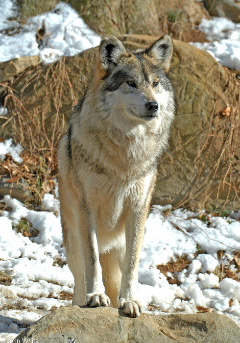 Mexican Wolf (Canis lupus baileyi)502.jpg