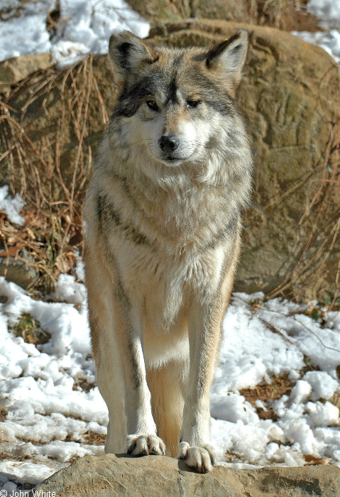 Mexican Wolf (Canis lupus baileyi)503.jpg
