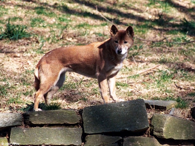 New Guinea Singing Dog (Canis lupus halstromi)1.jpg