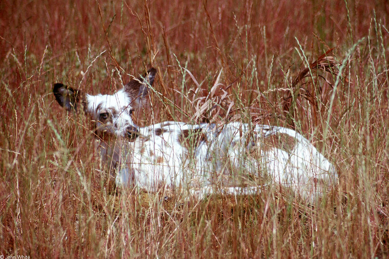 Piebald White-tailed Deer (Odocoileus virginianus)0002hr.jpg