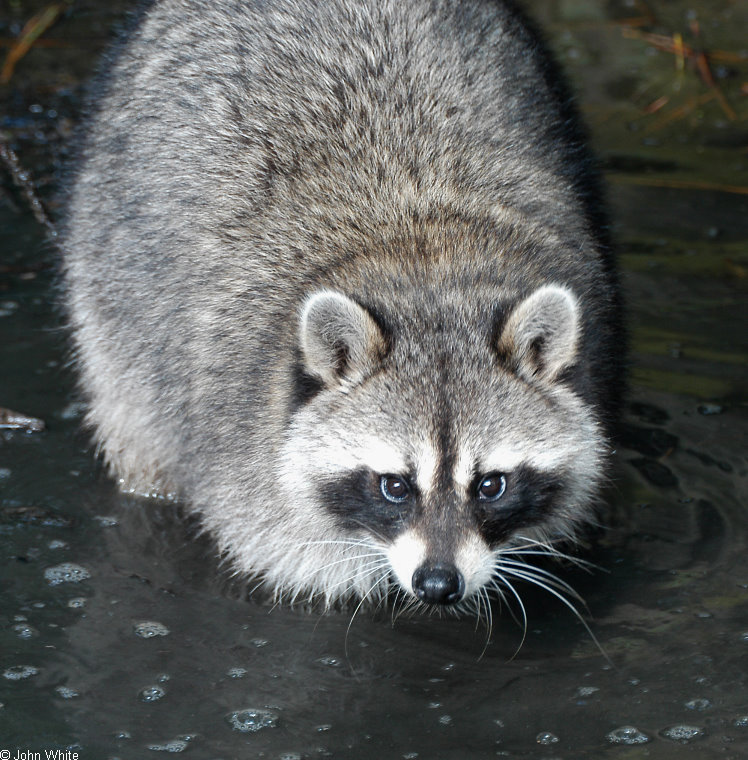 Raccoon (Procyon lotor)001.jpg