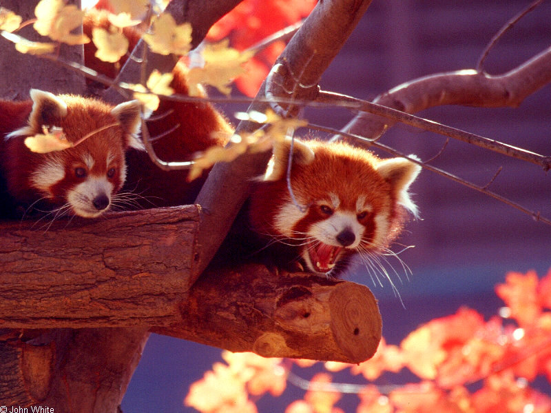 Red Panda (Ailurus fulgens)001.jpg