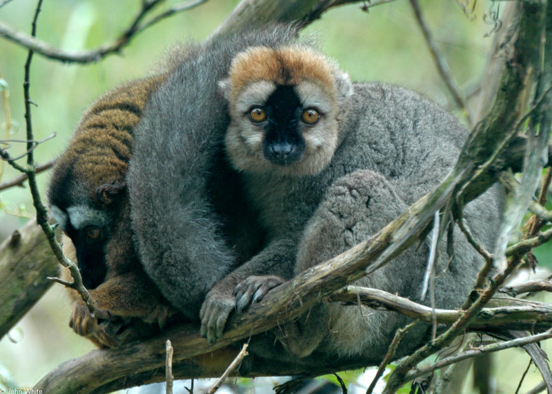 Red-fronted Brown Lemur (Eulemur fulvus rufus)1024x732.jpg