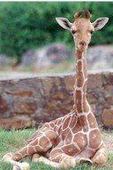 Reticulated Giraffe (Giraffa camelopardalis reticulata)008tn.jpg
