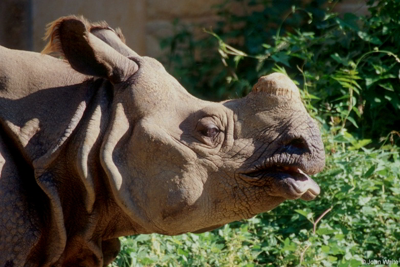Rhinoceros unicornis (Indian rhinoceros)001.jpg