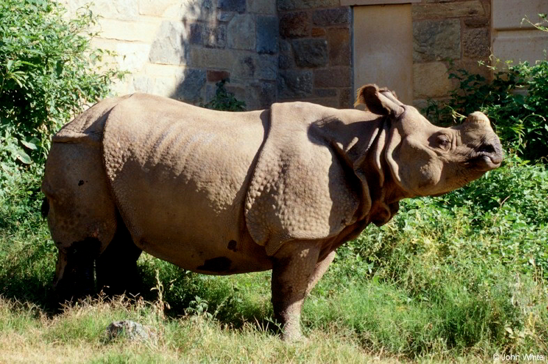 Rhinoceros unicornis (Indian rhinoceros)002.jpg