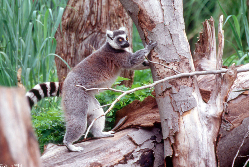 Ring Tailed Lemur (Lemur catta)0001.jpg