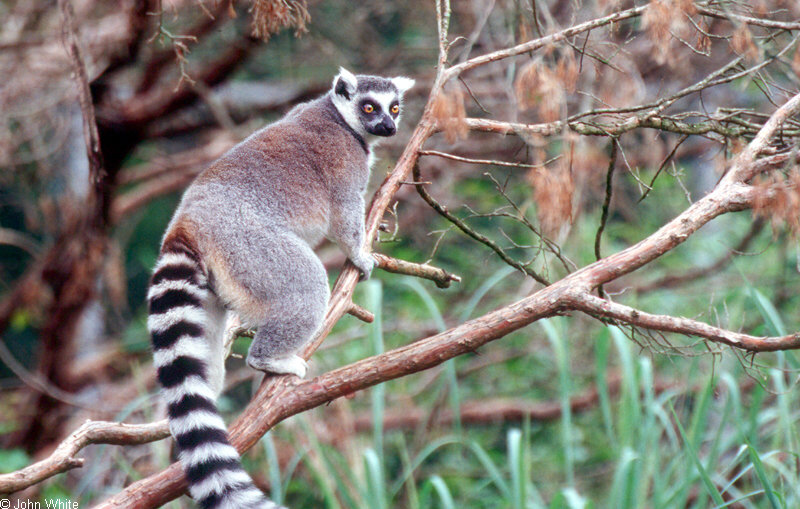 Ring Tailed Lemur (Lemur catta)0002.jpg