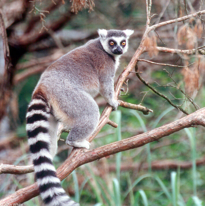 Ring Tailed Lemur (Lemur catta)0003.jpg