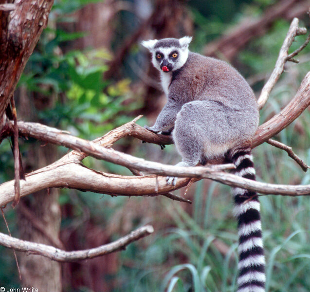 Ring Tailed Lemur (Lemur catta)0004.jpg