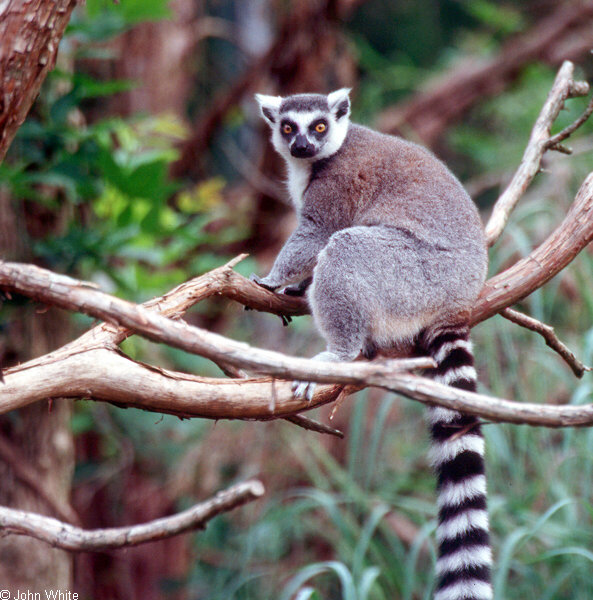 Ring Tailed Lemur (Lemur catta)0008.jpg