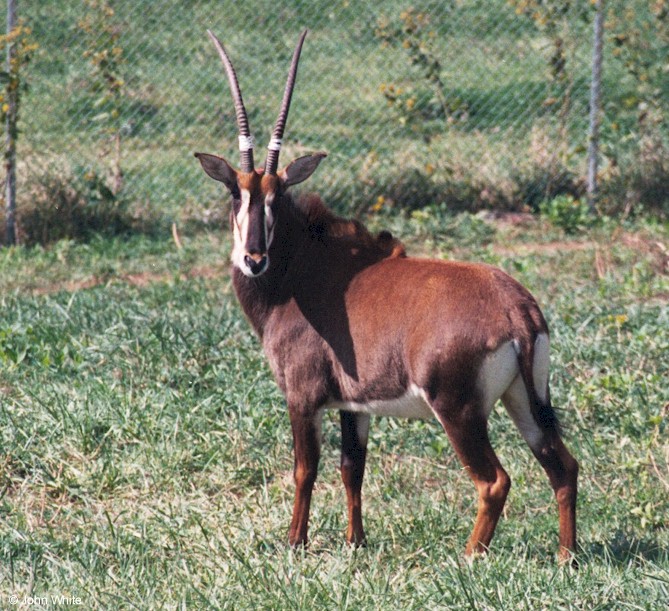 Sable Antelope002.jpg