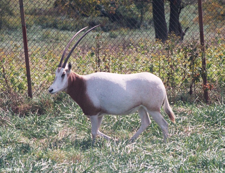 Scimitar Horned Oryx004.jpg