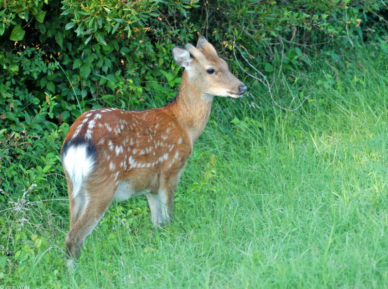 Sika Deer (Cervus nippon)1.jpg