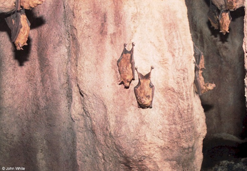 bat cave.jpg
