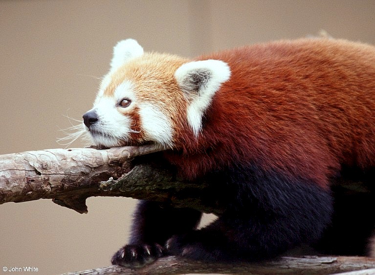 red panda0004lr.jpg