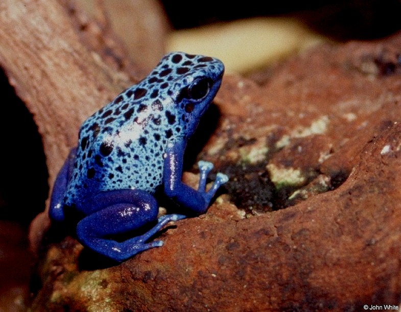 Blue Poison Frog (Dendrobates azureus)001.jpg