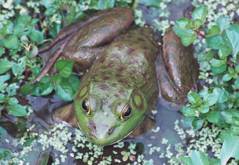 Bullfrog (Rana catesbeiana)046.jpg