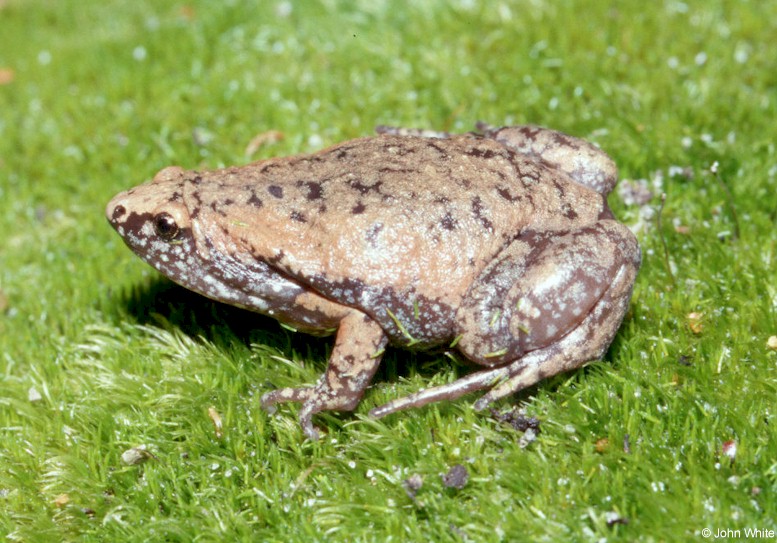 Eastern narrowmouth toad.jpg