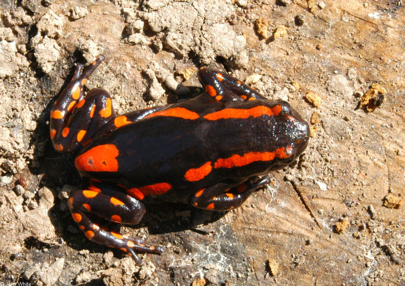 Fire Walking Frog or Red-banded Rubber Frog (Phrynomantis bifasciatus)052.jpg